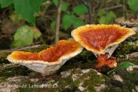 Media resource of Ganoderma resinaceum