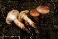 Media resource of Gomphidius nigricans