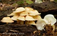 Media resource of Gymnopus hariolorum