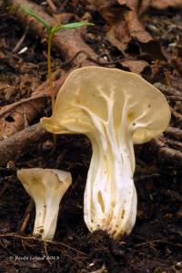 Helvella costifera image