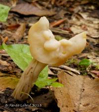 Helvella crispa image
