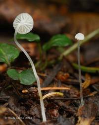 Media resource of Hemimycena gracilis