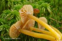 Media resource of Hygrocybe laeta