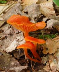 Media resource of Hygrocybe miniata