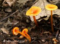 Media resource of Hygrocybe minutula