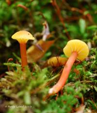 Hygrocybe subminutula image