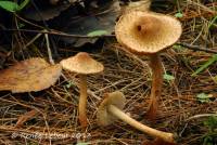 Inocybe subrubescens image