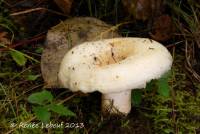Lactarius aquizonatus image