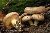 Media resource of Lactarius argillaceifolius