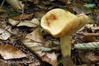 Lactarius volemus image