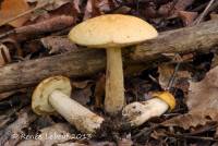 Media resource of Leccinum luteum
