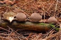 Lycoperdon subincarnatum image