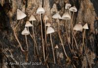 Mycena filopes image