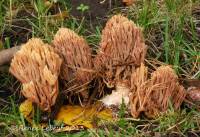 Ramaria apiculata image
