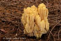 Media resource of Ramaria brunneicontusa