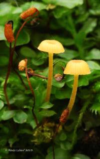Media resource of Rickenella fibula