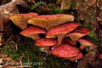 Media resource of Boletus paluster