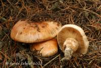 Tricholoma focale image