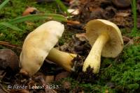 Tricholoma odorum image