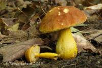 Media resource of Xerocomus roxanae