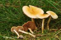 Media resource of Agrocybe vervacti
