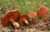 Media resource of Chalciporus piperatus