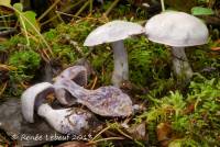Cortinarius alboviolaceus image