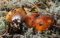 Media resource of Cortinarius mucosus