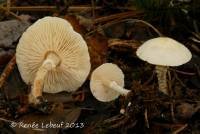 Media resource of Cystoderma amianthinum