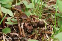 Media resource of Psathyrella longicauda