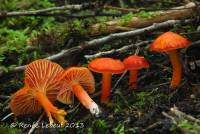 Media resource of Hygrocybe marchii