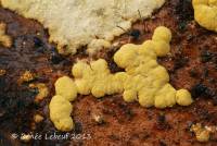 Media resource of Hypocrea pulvinata