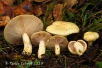 Media resource of Lactarius aspideoides
