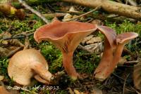 Media resource of Lactarius rufus