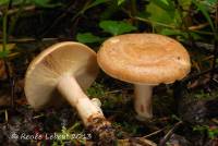 Media resource of Lactarius vinaceorufescens