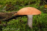 Media resource of Leccinum versipelle
