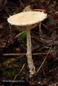 Media resource of Lepiota clypeolaria