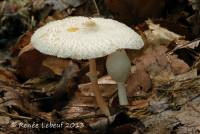 Media resource of Leucocoprinus cepistipes