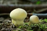 Media resource of Lycoperdon flavotinctum