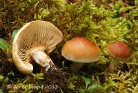 Media resource of Pholiota mixta