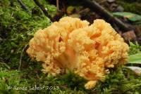 Media resource of Ramaria primulina