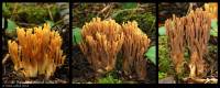 Media resource of Ramaria testaceoflava