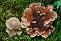 Media resource of Sarcodon stereosarcinon
