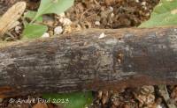 Media resource of Scotomyces subviolaceus