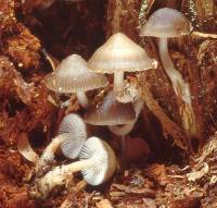 Media resource of Mycena overholtsii
