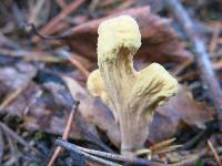 Clavariadelphus ligula image
