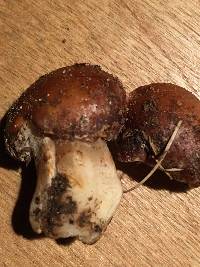 Hebeloma crustuliniforme image
