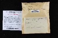 Agaricus auresiccescens image