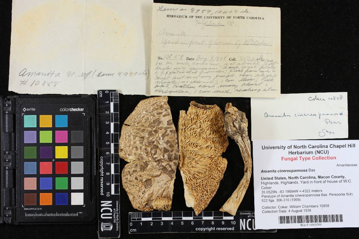Amanita cinereopannosa image