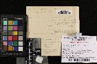 Media resource of Aphelaria brunneola